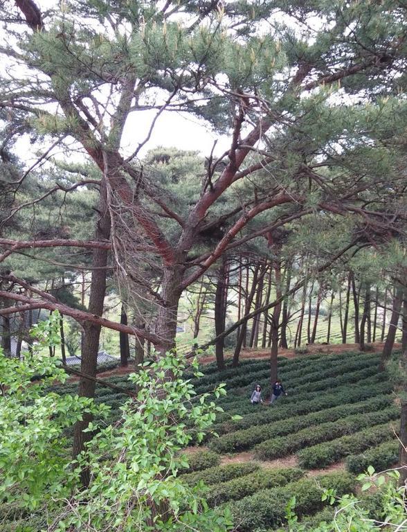 فندق Korean Traditional House - Chungnokdang Boseong المظهر الخارجي الصورة